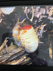 Scarabaeoidea