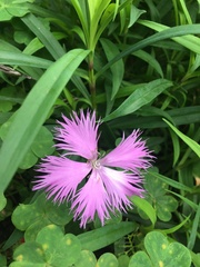 Dianthus palinensis