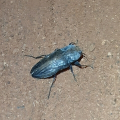 Merimna atrata