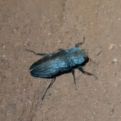 Merimna atrata