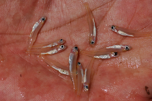 Sharptooth round herring (Spratellomorpha bianalis) — Clupeidae