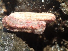 Plesiocolochirus ignavus