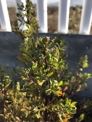 Baccharis conferta