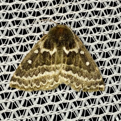 Anthela euryphrica