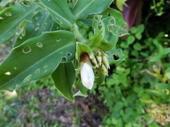 Costus lucanusianus