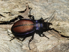 Carabus schoenherri