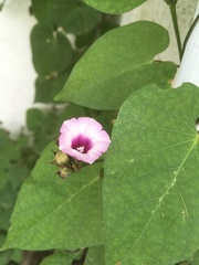 Ipomoea grandifolia