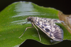 Rhimphaliodes macrostigma