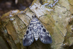 Rhimphaliodes macrostigma