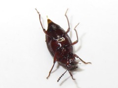 Scaphium immaculatum