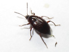 Scaphium immaculatum