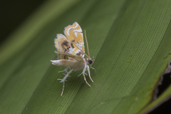 Musotima suffusalis