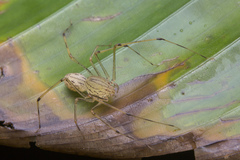 Scytodes pallida