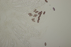 Ascobolus albidus