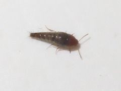 Sepedophilus nigripennis