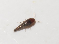 Sepedophilus nigripennis