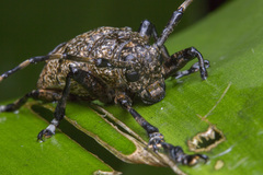 Coptops leucostictica