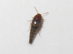 Sepedophilus nigripennis