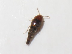 Sepedophilus nigripennis
