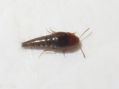 Sepedophilus nigripennis