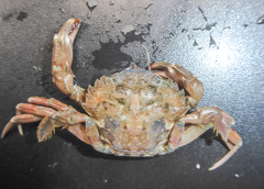 Liocarcinus navigator