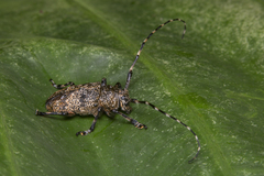 Coptops leucostictica