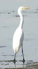 Ardea intermedia brachyrhyncha