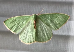 Nemoria glaucomarginaria