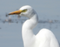 Ardea intermedia brachyrhyncha