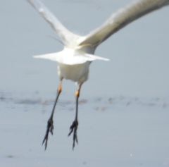 Ardea intermedia brachyrhyncha