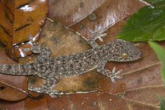 Gekko monarchus