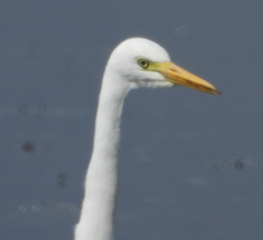Ardea intermedia brachyrhyncha