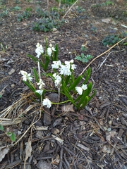 Puschkinia scilloides