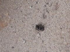 Bassaniodes robustus