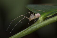 Scytodes pallida