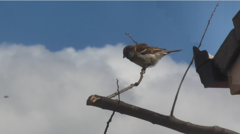 Passer domesticus