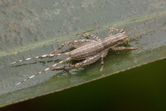 Mogoplistidae