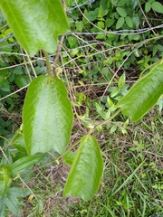 Passiflora alnifolia