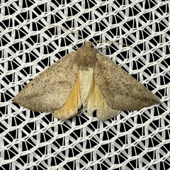 Mnesampela heliochrysa