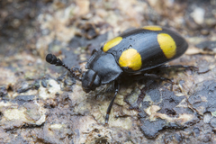 Episcapha xanthopustulata