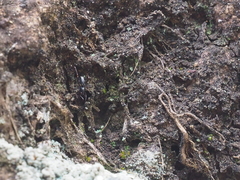 Oedignatha scrobiculata
