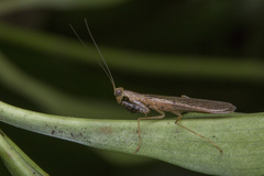 Amantis