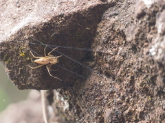 Oxyopes javanus