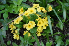 Primula