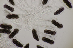 Saccobolus depauperatus