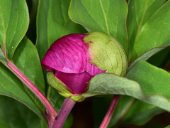 Paeonia mascula