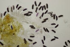 Saccobolus depauperatus
