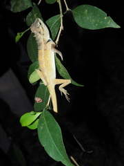 Calotes emma