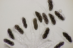 Saccobolus depauperatus
