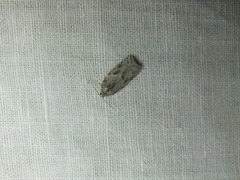 Acleris logiana